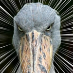 以上１２名初期 旧 メンバー Sigarayakizoo ページ