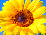 Bild einer Sonnenblume