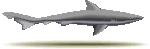Requin - Shark