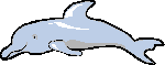 Dauphin - Dolphin