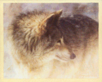 Timber Wolf