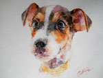 Jack Russel Terrier