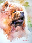 Chow Chow