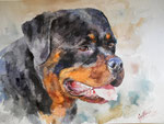 Rotweiller
