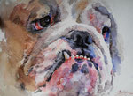 English Bulldog