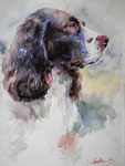 Springer Spaniel