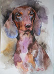 Dachshund
