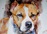 Pitbull