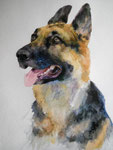 East European Shepherd