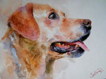 Labrador