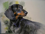 Dachshund