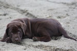 chiot mâle 8 semaines