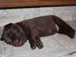 chiot 14 jours