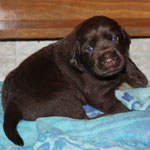 chiot 17 jours