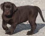 chiot mâle 6 semaines ½