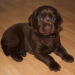 chiot femelle 24 jours