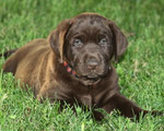 chiot femelle 6 semaines
