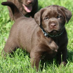 chiot femelle 5 semaines