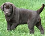 chiot femelle 9 semaines