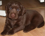 chiot femelle 24 jours