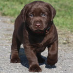 chiot femelle 5 semaines