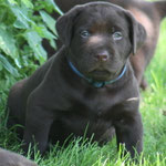 chiot mâle 5 semaines