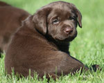 chiot femelle 5 semaines
