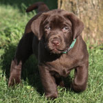 chiot mâle 6 semaines ½