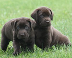 chiots mâles 5 semaines ½