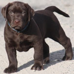 chiot mâle 6 semaines ½