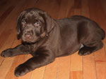 chiot femelle 7 semaines