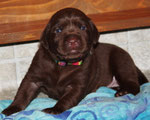 chiot 17 jours