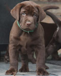 chiot mâle 6 semaines