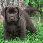chiot mâle 5 semaines ½