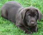 chiot femelle 8 semaines