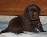 chiot 20 jours