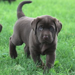 chiot mâle 5 semaines ½