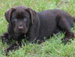 chiot mâle 8 semaines