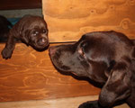 chiot 17 jours
