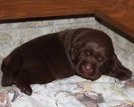 chiot 12 jours