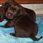 chiot 17 jours