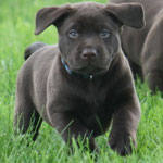 chiot mâle 5 semaines ½
