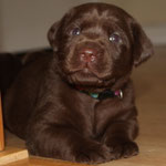 chiot femelle 24 jours
