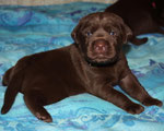 chiot 16 jours
