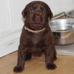 chiot femelle 24 jours