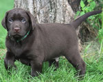 chiot 5 semaines ½