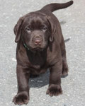 chiot mâle 5 semaines ½
