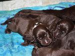 chiots 5 jours