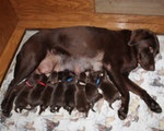 chiots 2 jours
