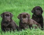 chiots mâles 5 semaines ½